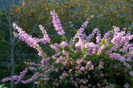 Слика од Bougainvillea glabra Choisy