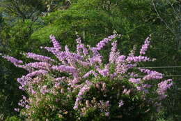 Слика од Bougainvillea glabra Choisy