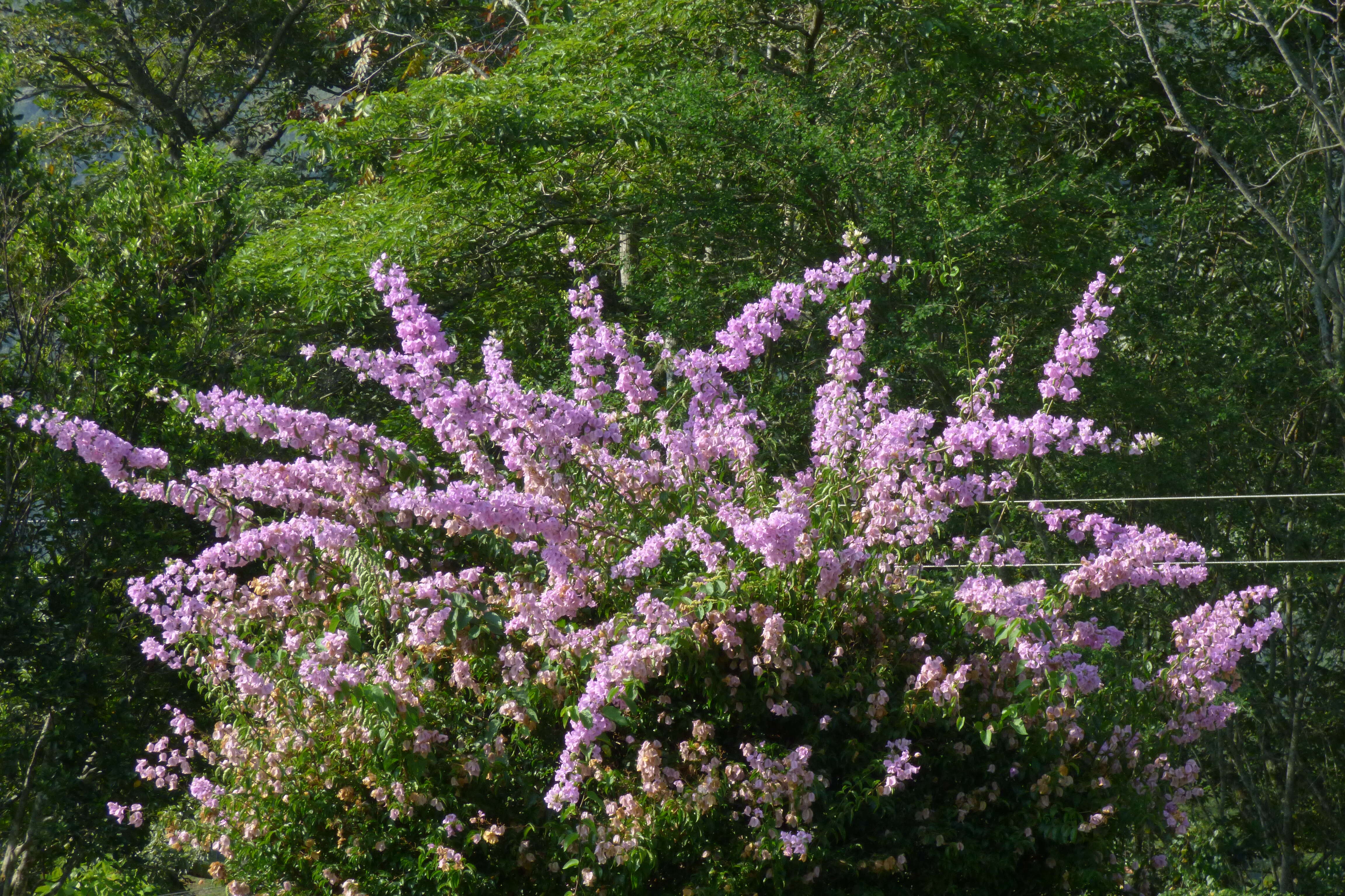 Слика од Bougainvillea glabra Choisy