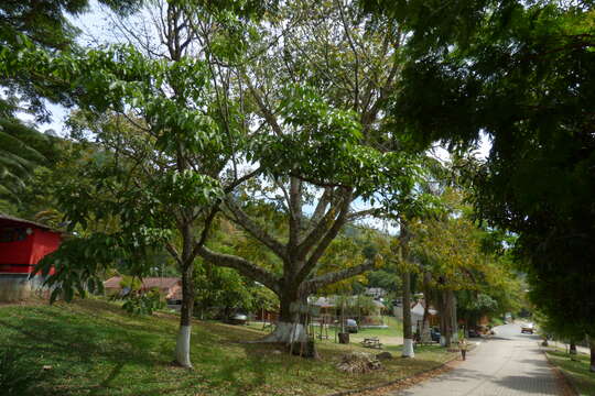 Image of kapoktree