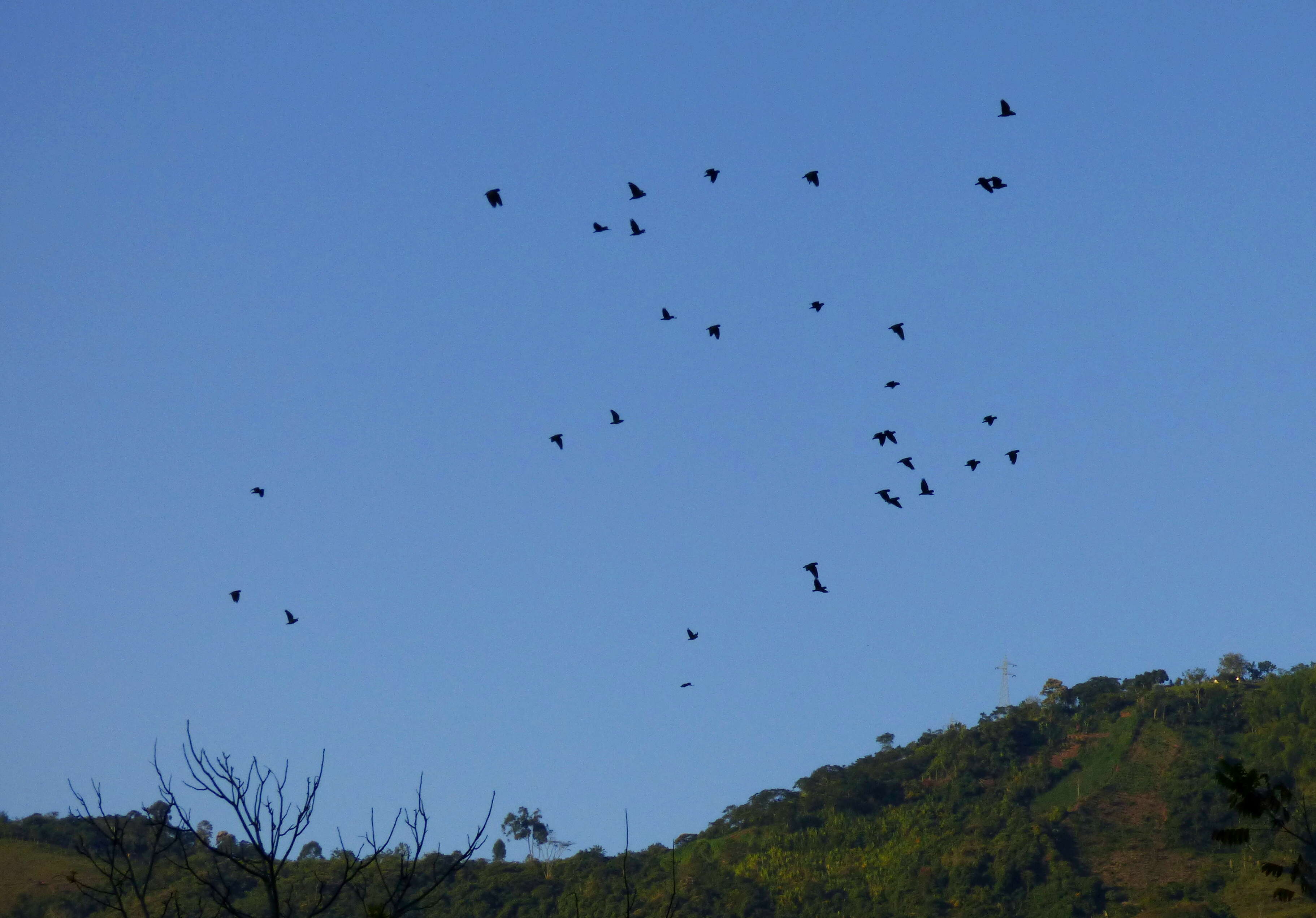 Image of Blue-headed Parrot