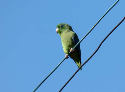 Image of Spectacled Parrotlet