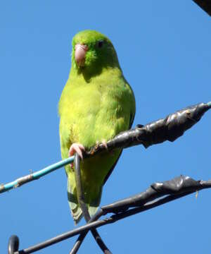 Image of Spectacled Parrotlet