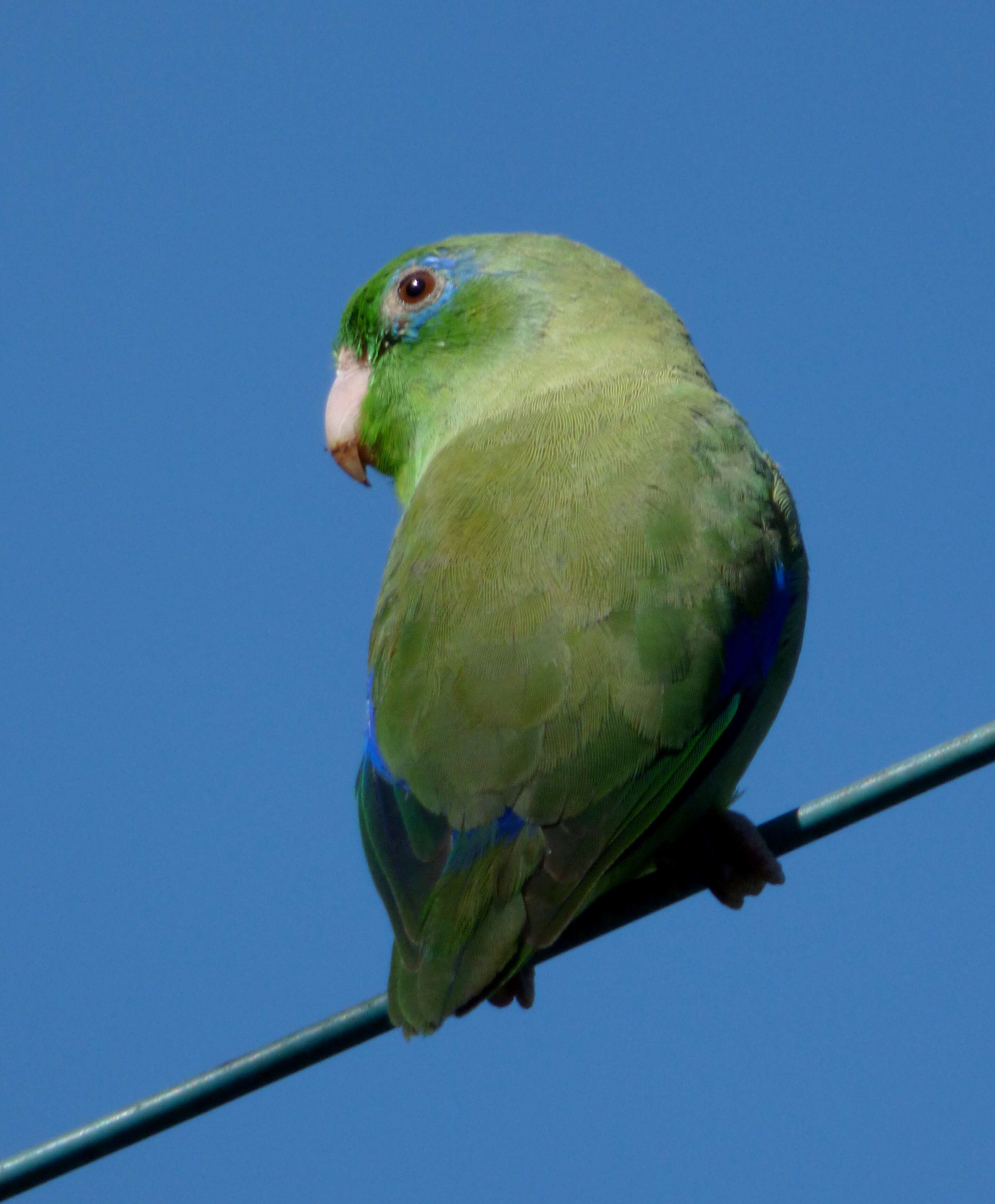 Image of Spectacled Parrotlet
