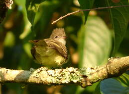 Elaenia flavogaster (Thunberg 1822) resmi