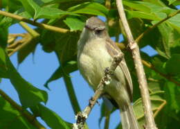 Imagem de Phaeomyias Berlepsch 1902