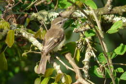 Image of Phaeomyias Berlepsch 1902