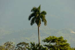 Image of Cuban Royal Palm