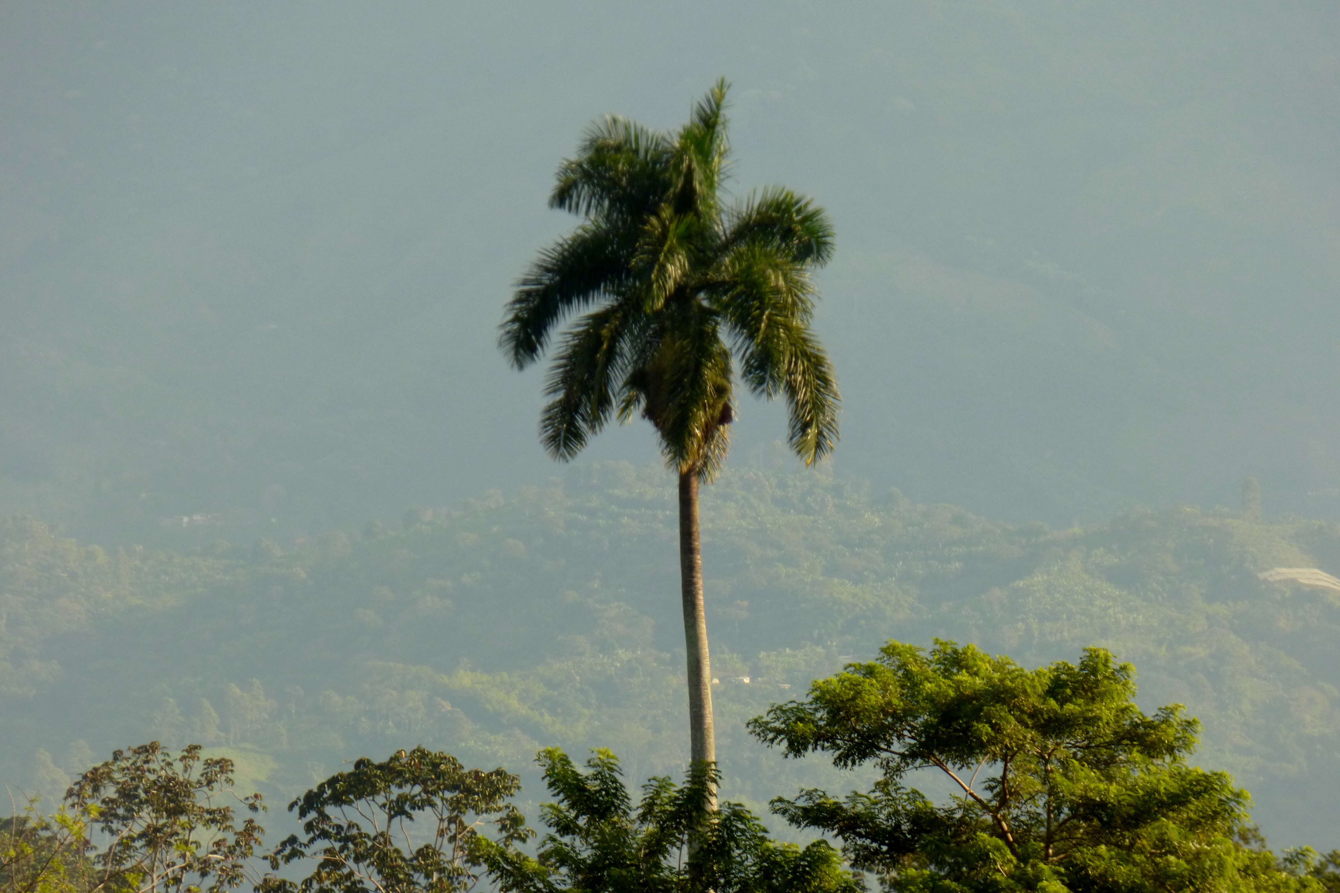 Image of Cuban Royal Palm