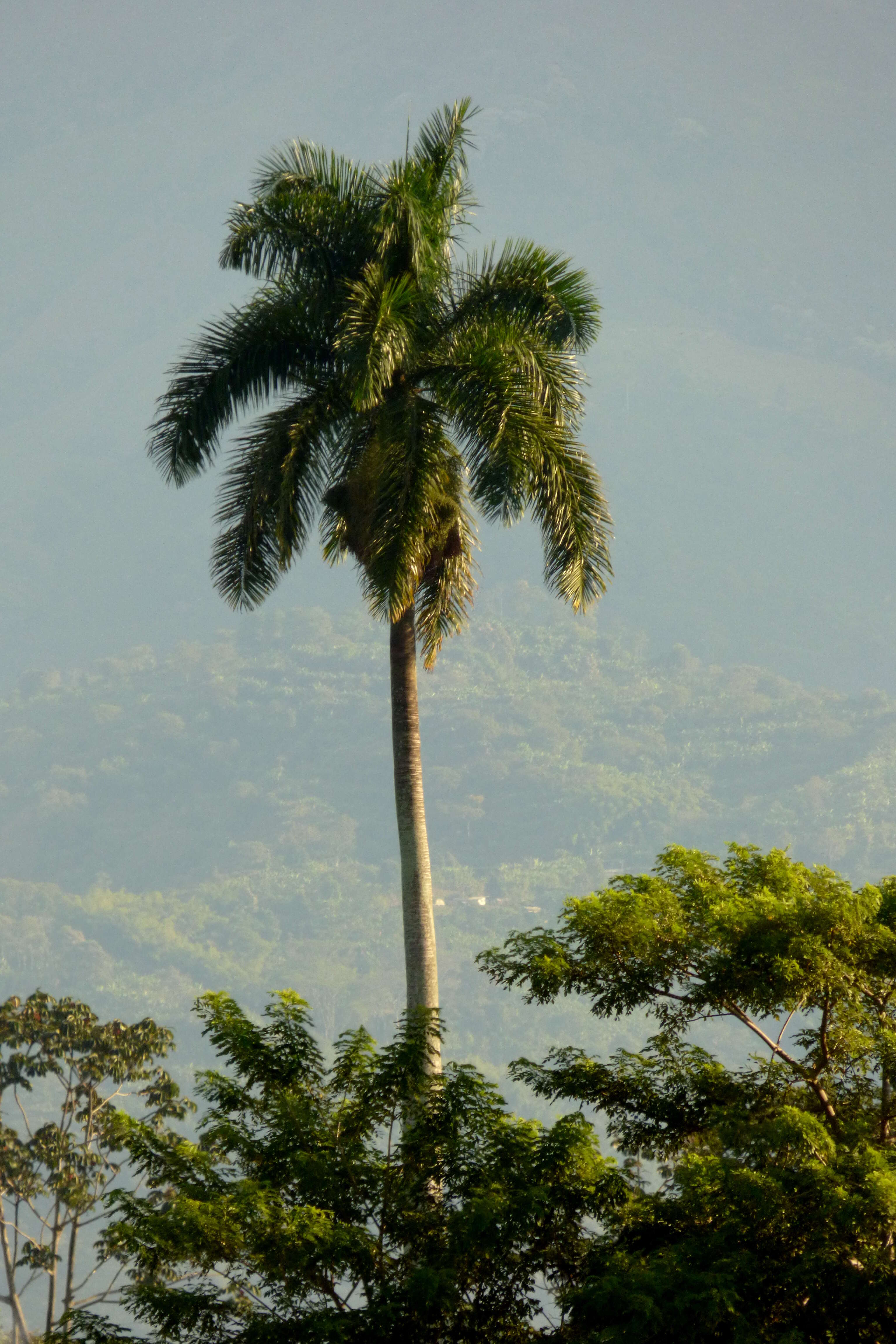 Image of Cuban Royal Palm