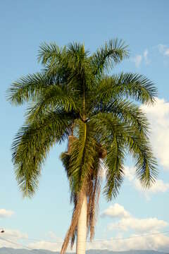 Image of Cuban Royal Palm