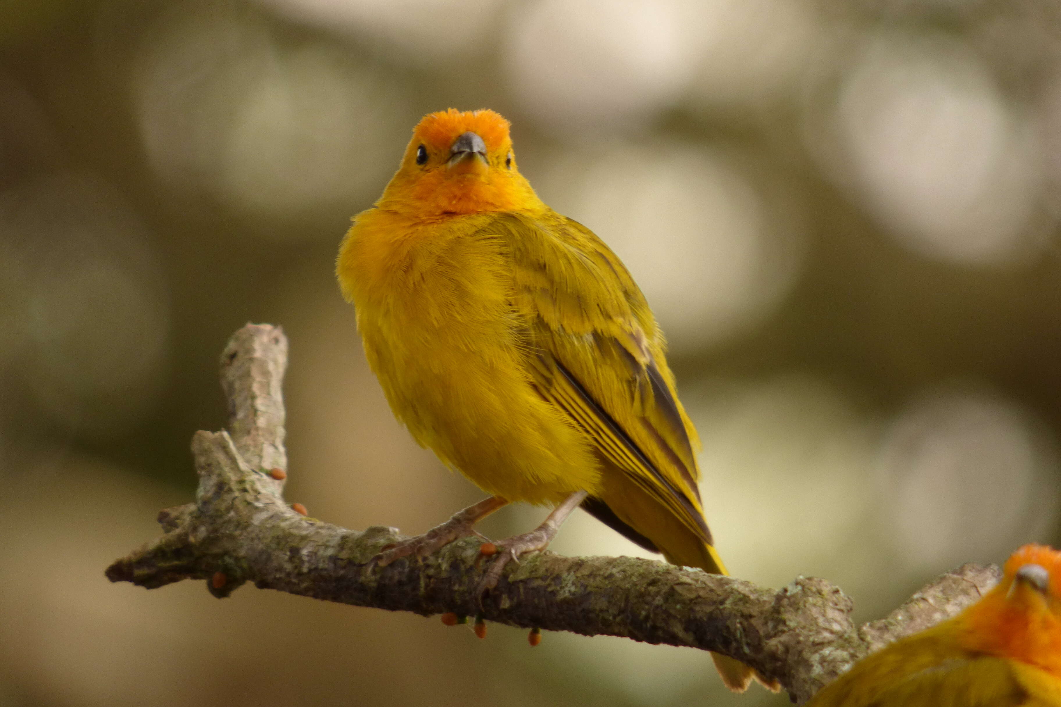 Image of Saffron Finch