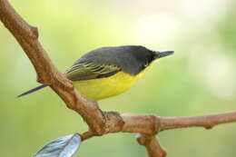 Todirostrum cinereum (Linnaeus 1766) resmi