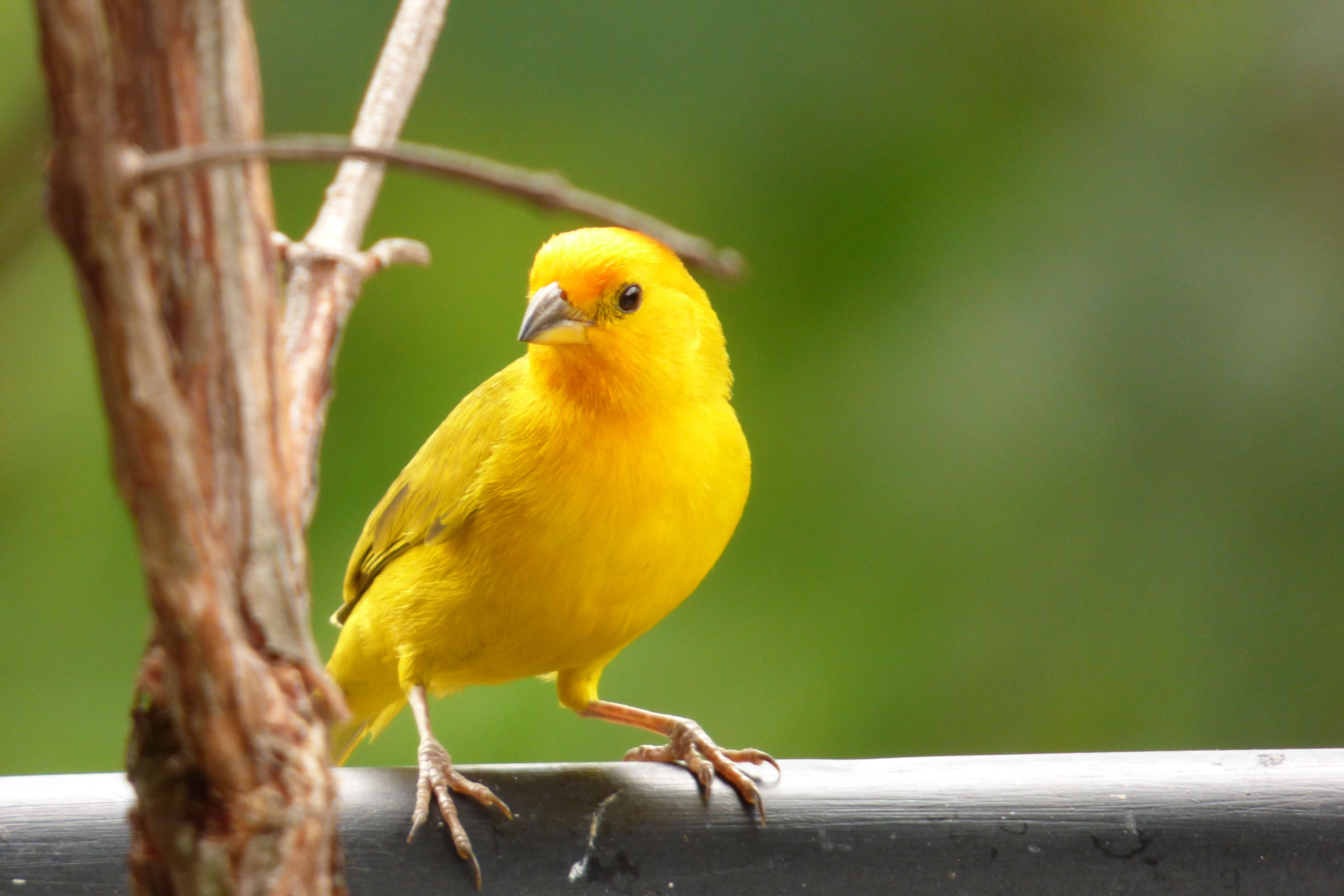 Image of Saffron Finch