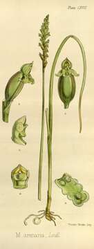 Image of Notched onion orchid