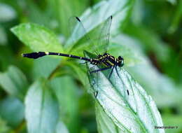 Image of Merogomphus tamaracherriensis Fraser 1931