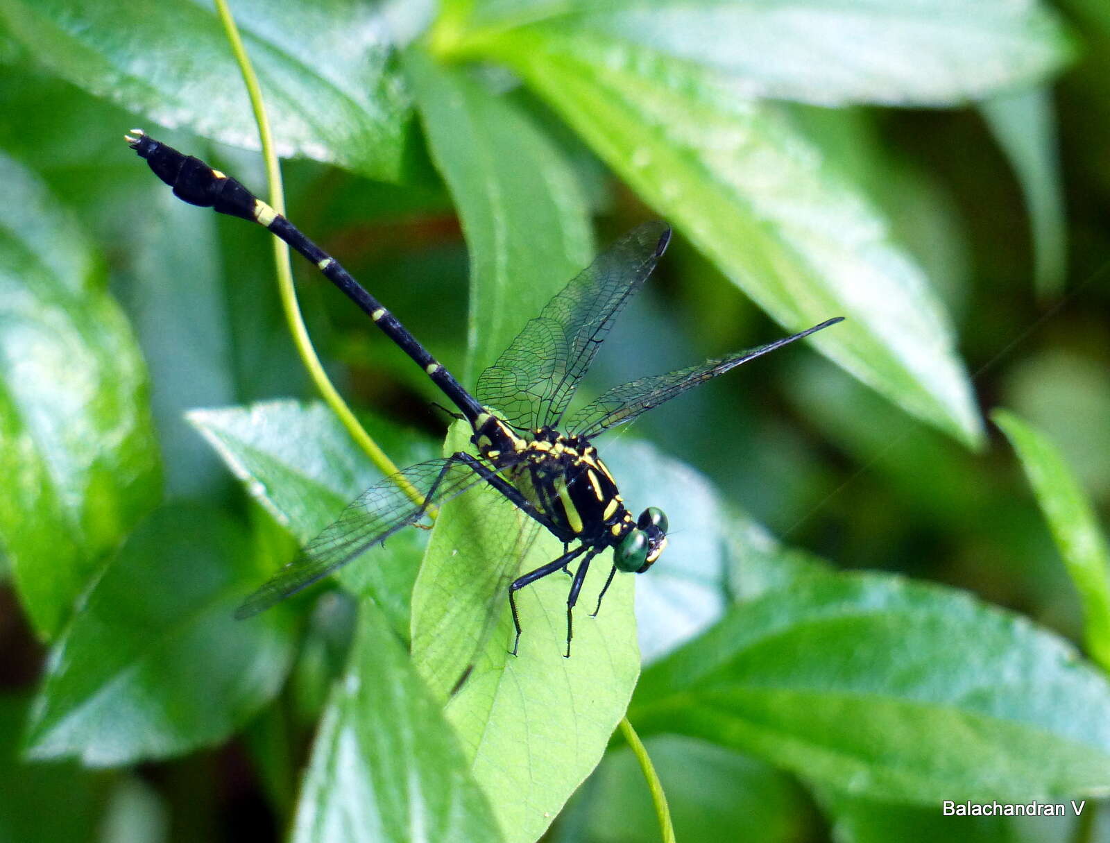 Image of Merogomphus tamaracherriensis Fraser 1931