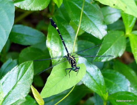 Image of Merogomphus tamaracherriensis Fraser 1931