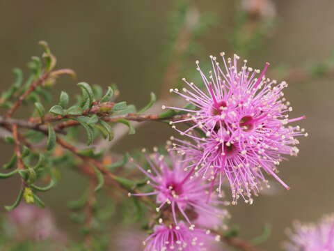 Imagem de Kunzea obovata N. B. Byrnes