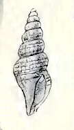 Image of Neoguraleus amoenus (E. A. Smith 1884)