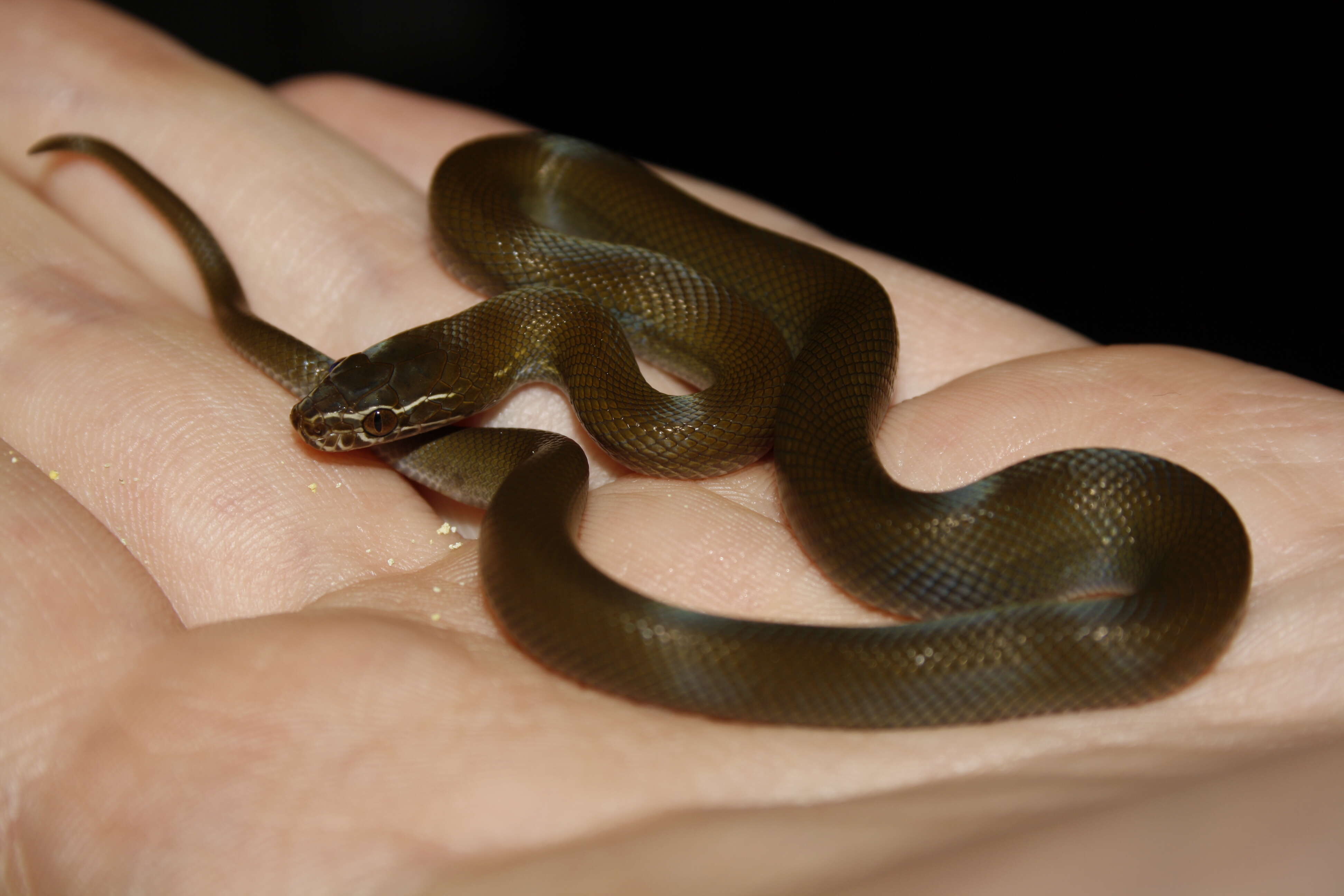 Image of Olive House Snake