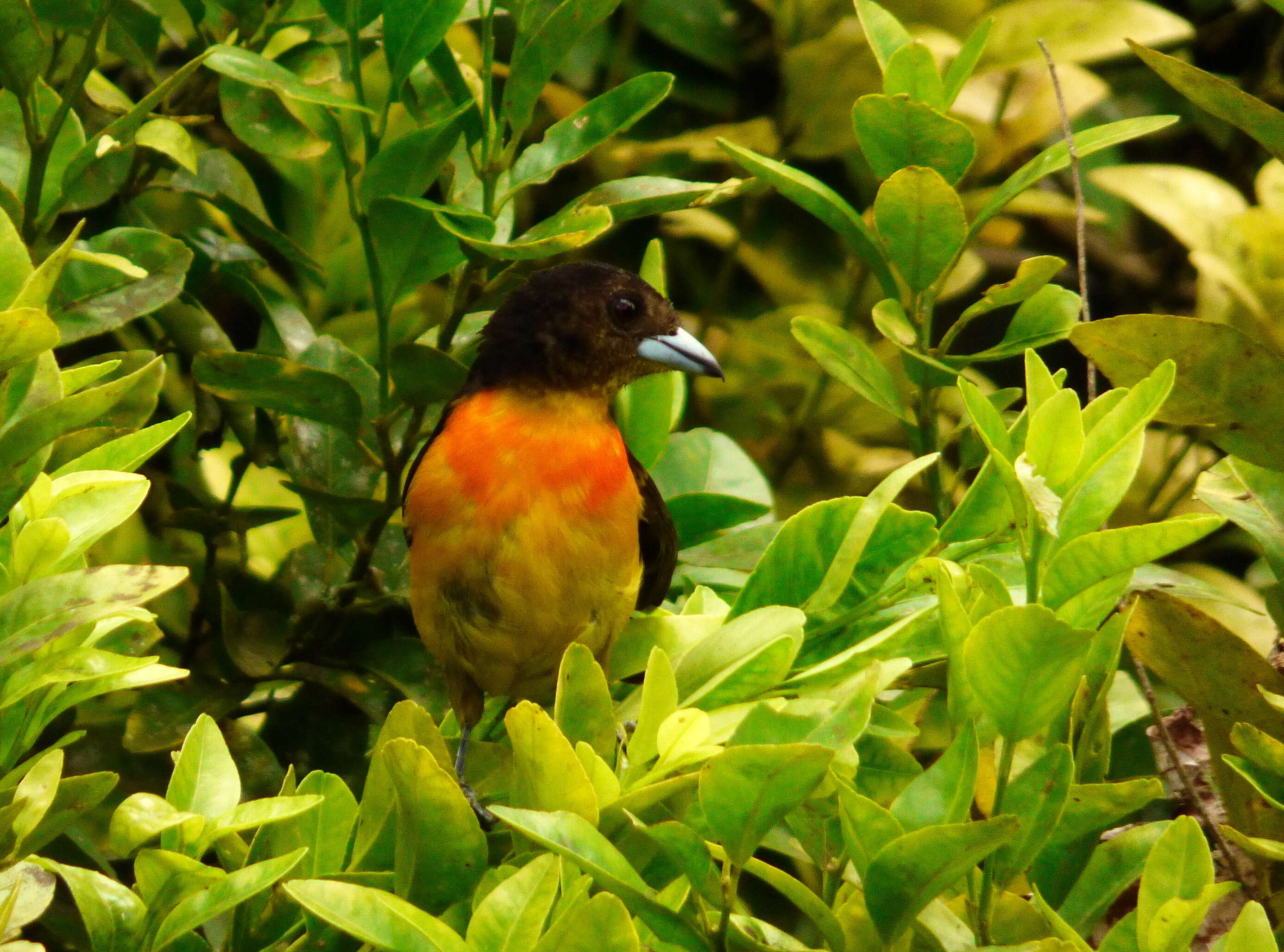 Image of Flame-rumped Tanager