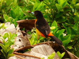 Image of Flame-rumped Tanager