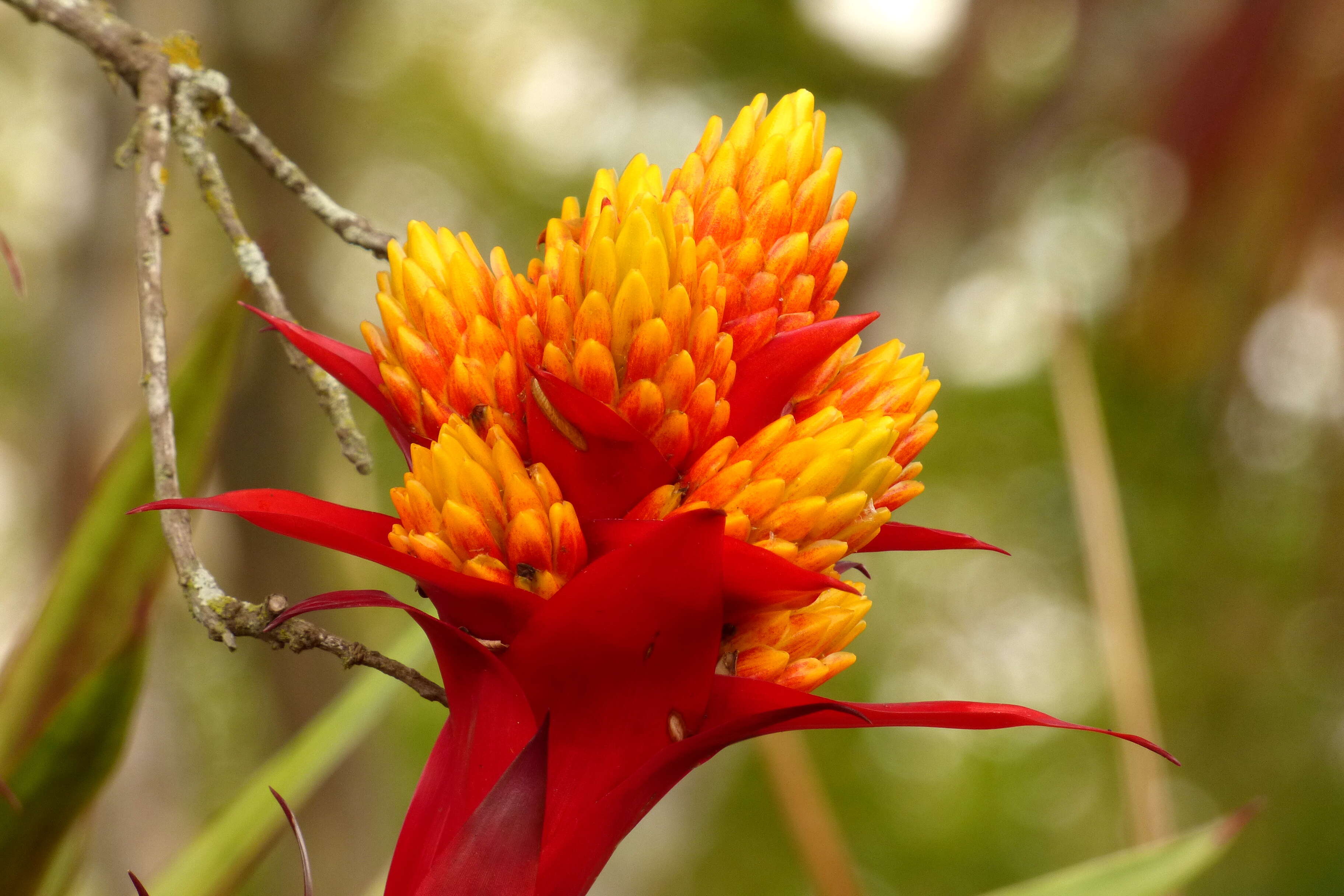 Image of Guzmania conifera (André) André ex Mez