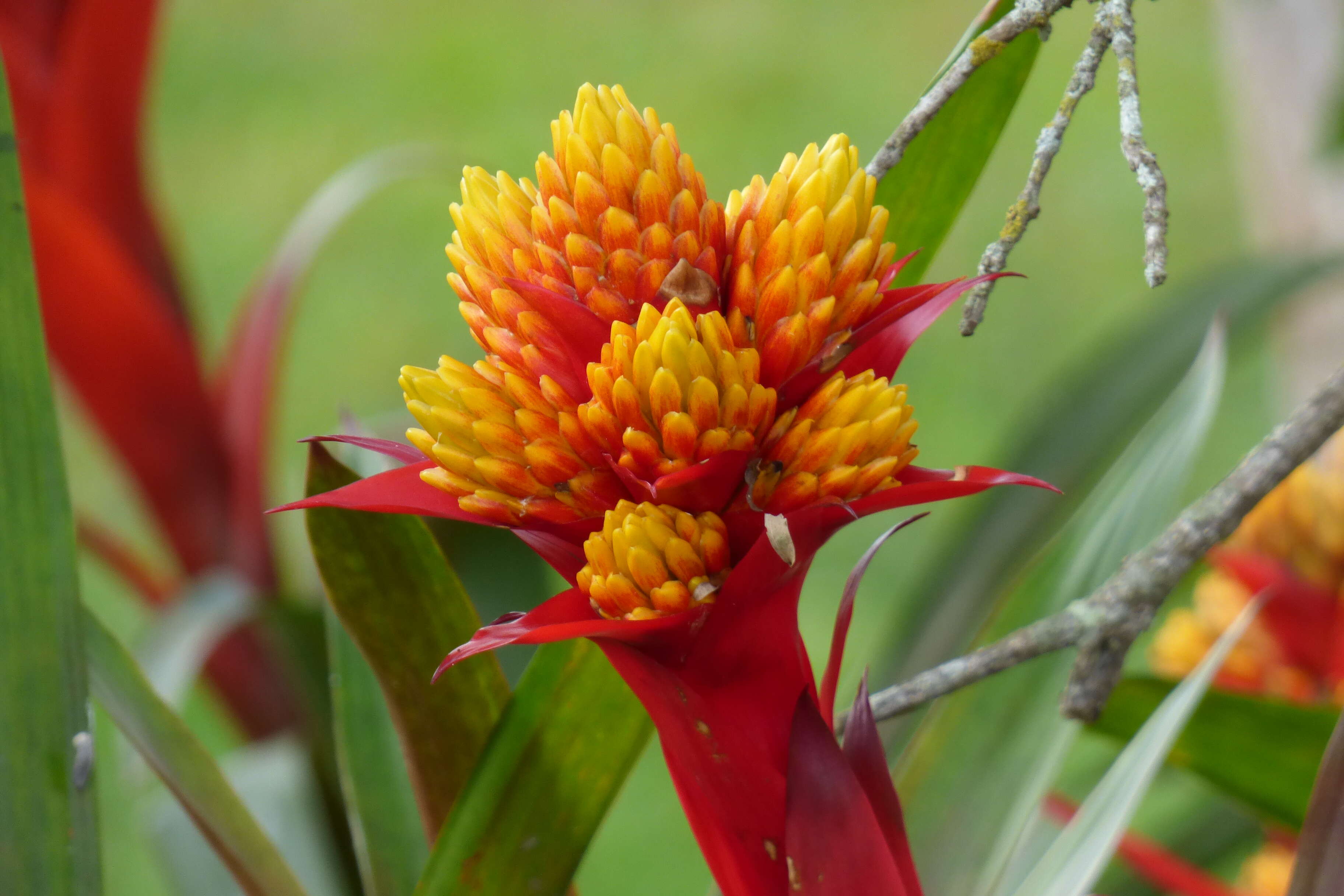 Image of Guzmania conifera (André) André ex Mez