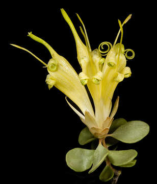 Image of Lambertia inermis R. Br.