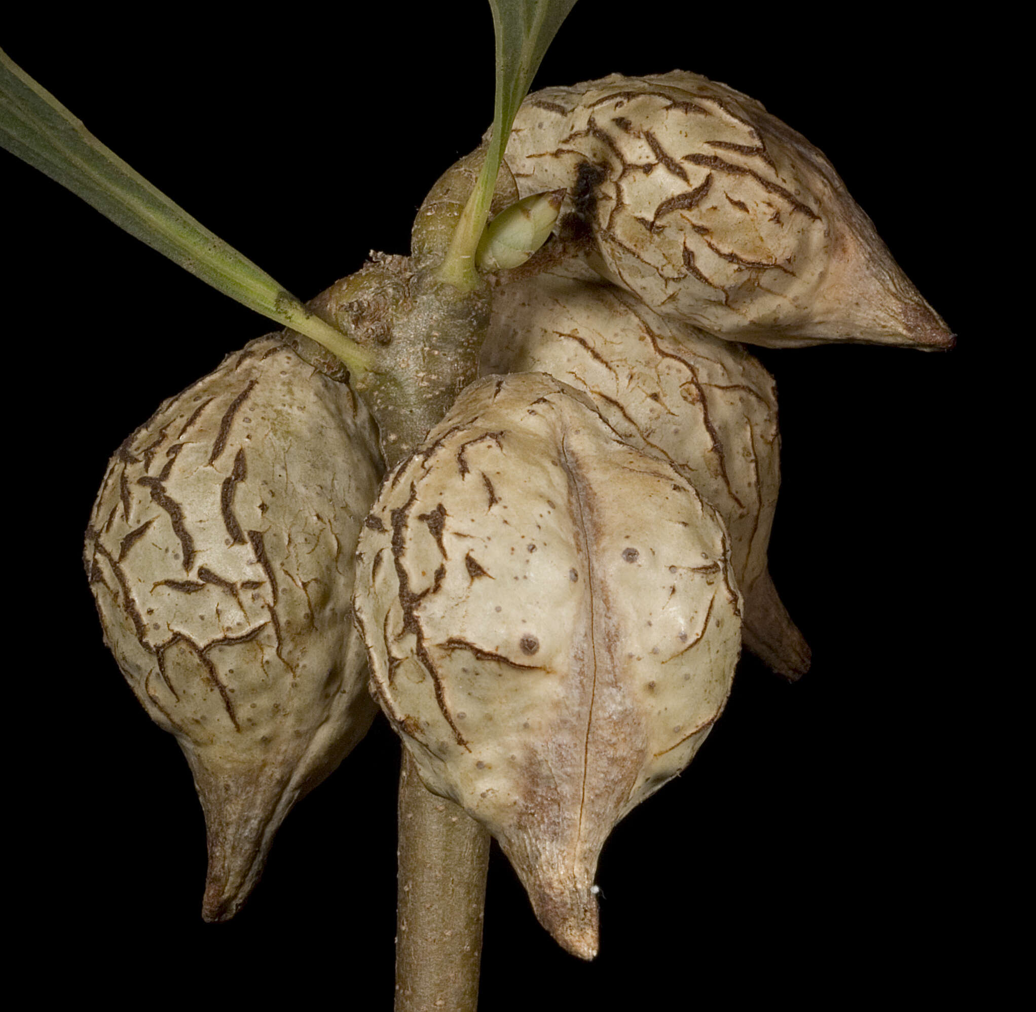 Image of Hakea undulata R. Br.