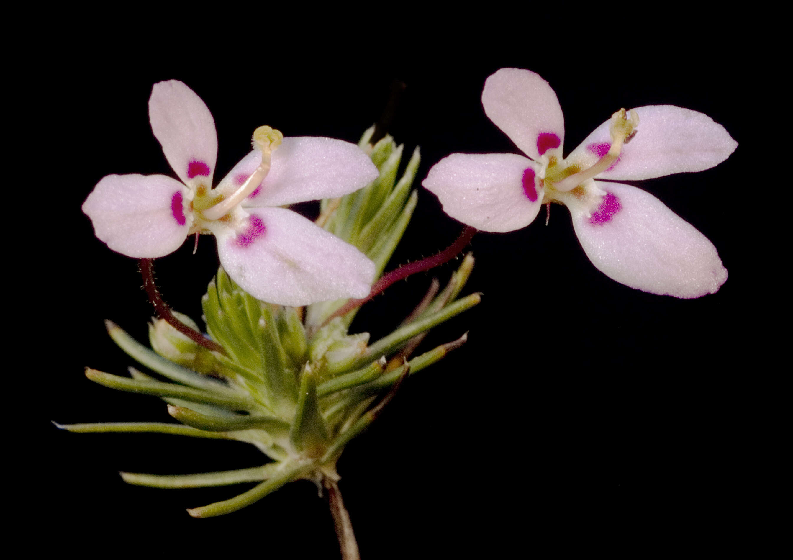 Image of Stylidium repens R. Br.