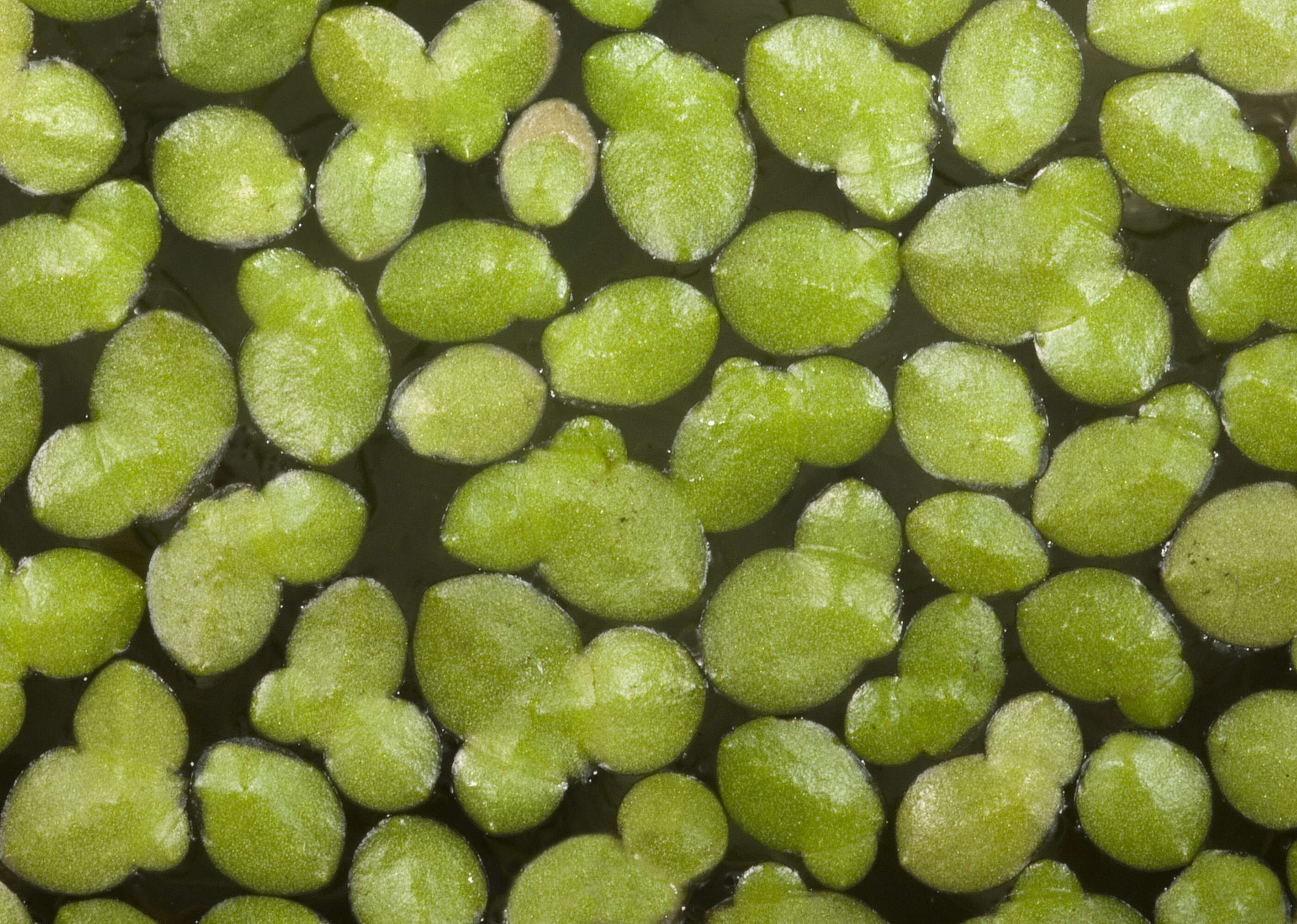 Image of Lesser Duckweed