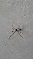 Image of Cellar spider