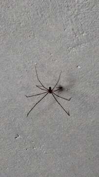 Image of Cellar spider