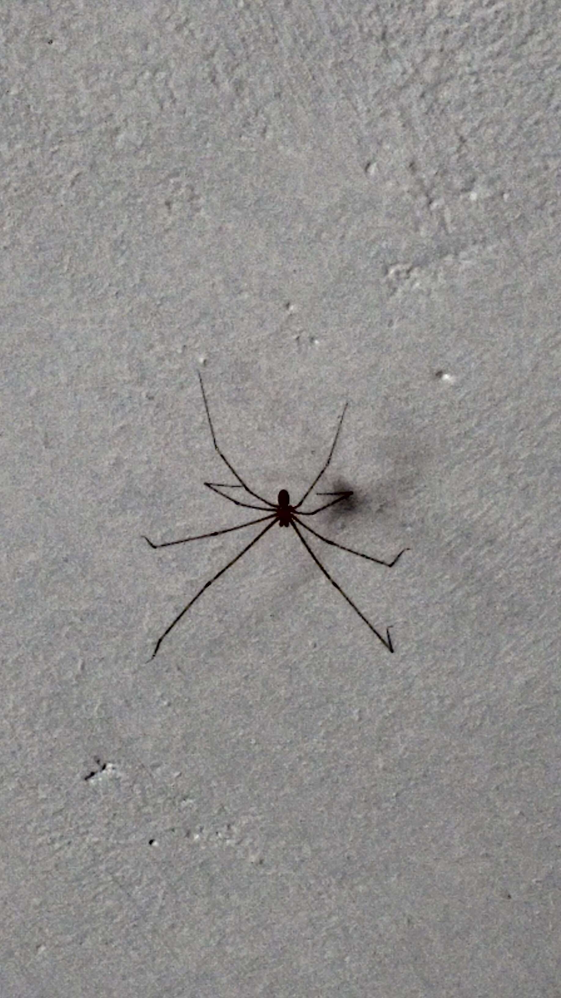 Image of Cellar spider