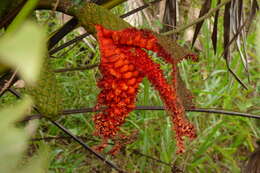 Image of Panama Hat Plant