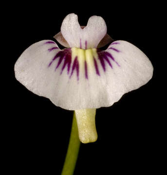 Image of Utricularia violacea R. Br.