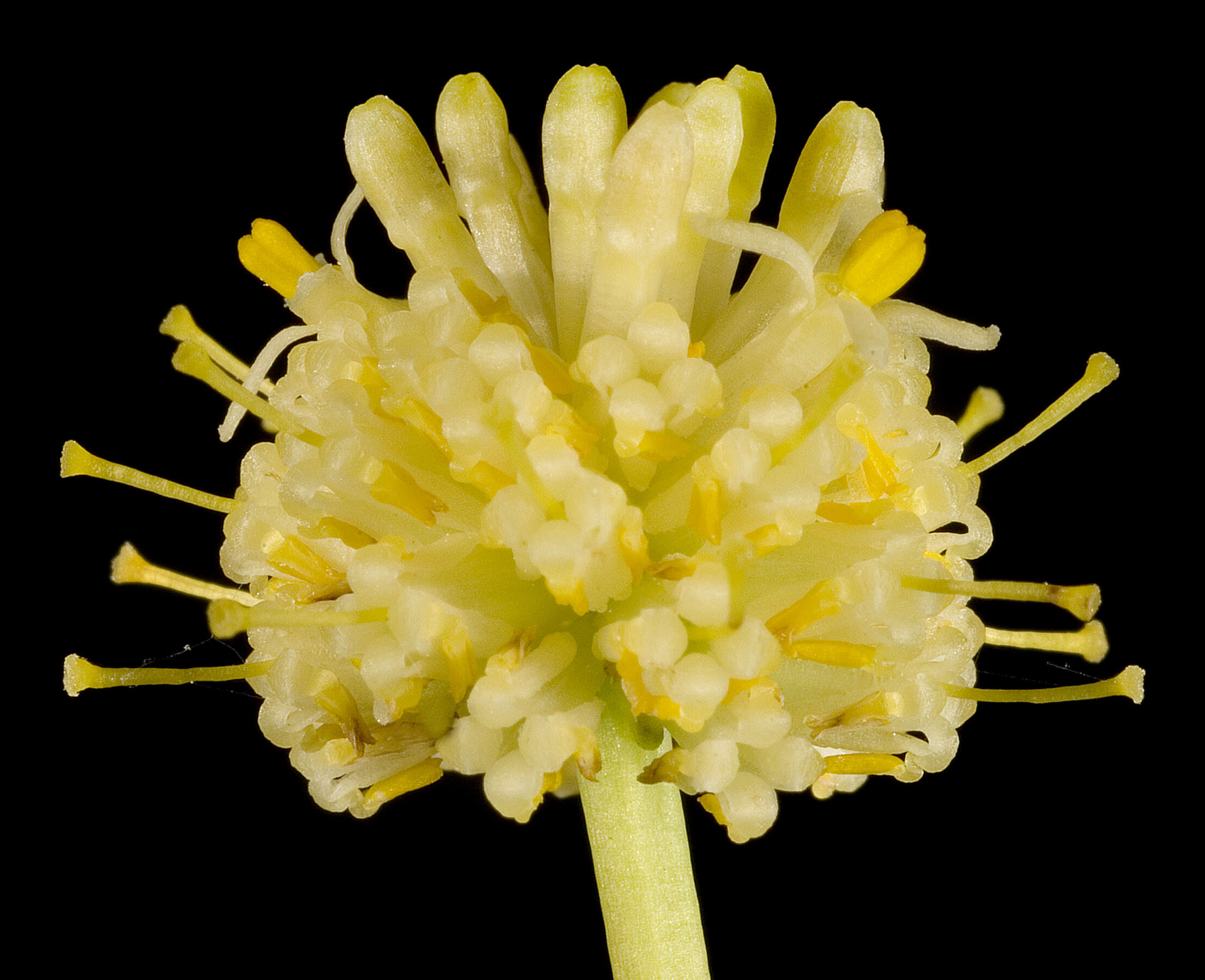 Image of Stirlingia simplex Lindl.