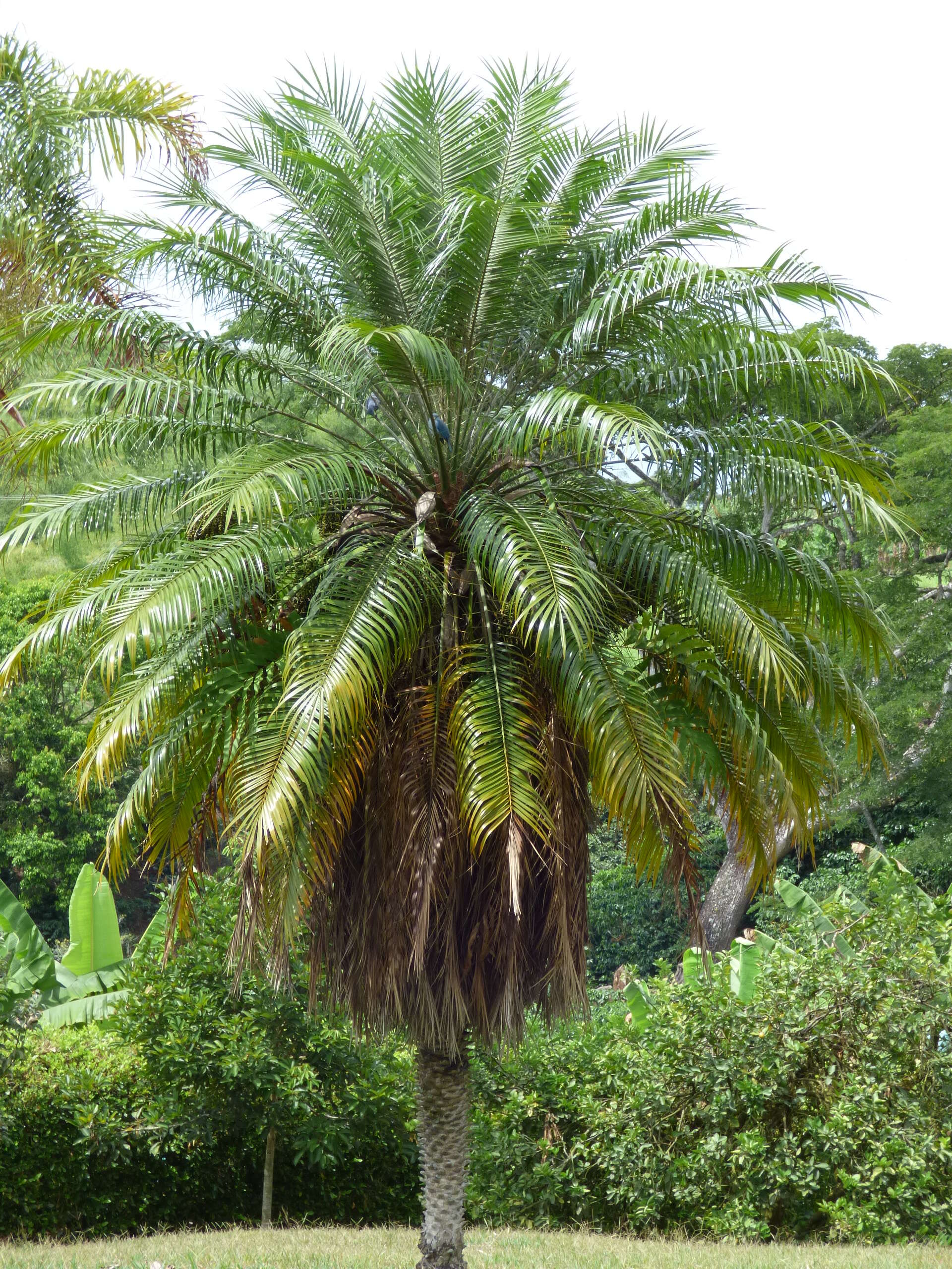 Image of pygmy date palm