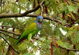 Image of Blue-headed Parrot