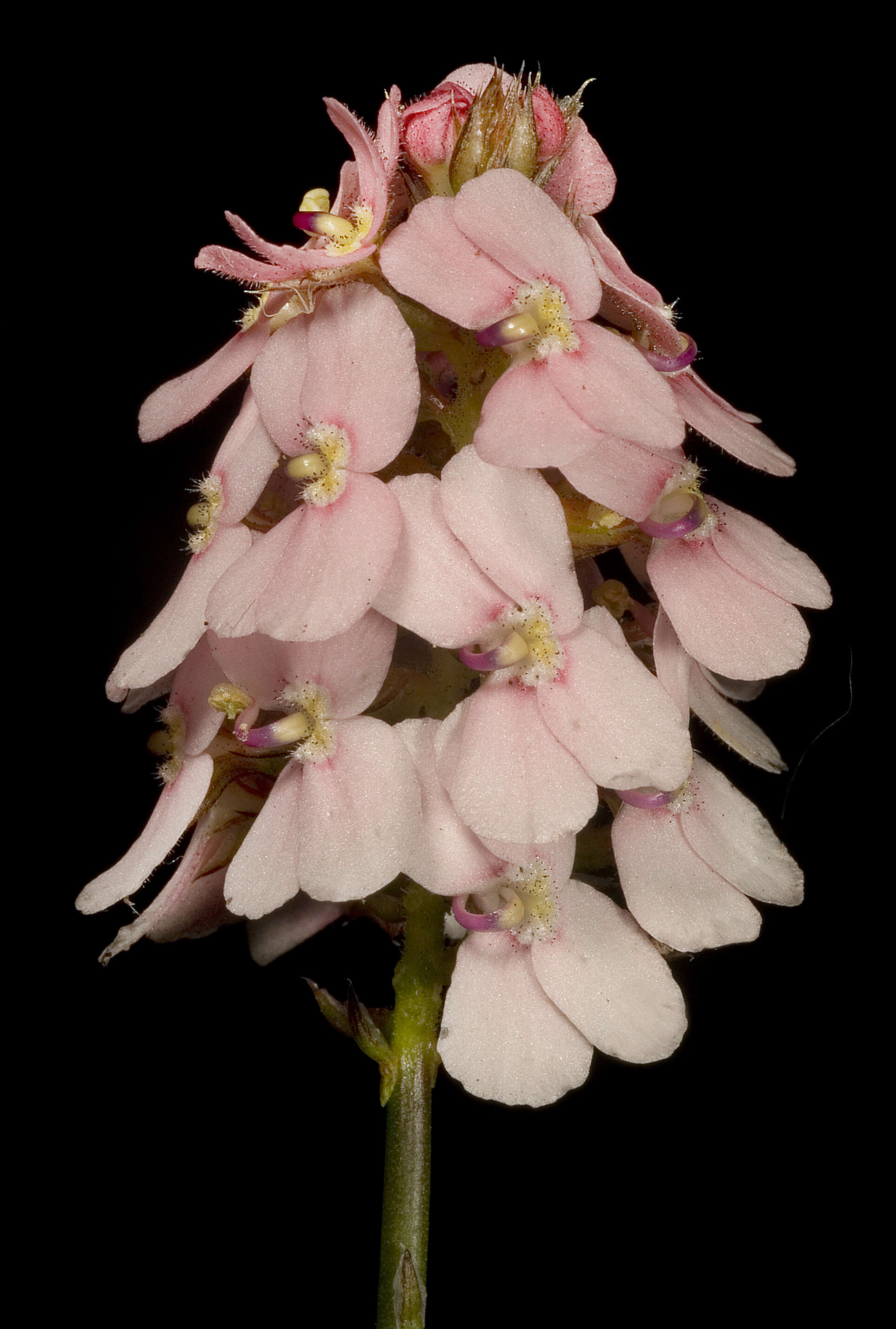 Image of Stylidium junceum subsp. junceum