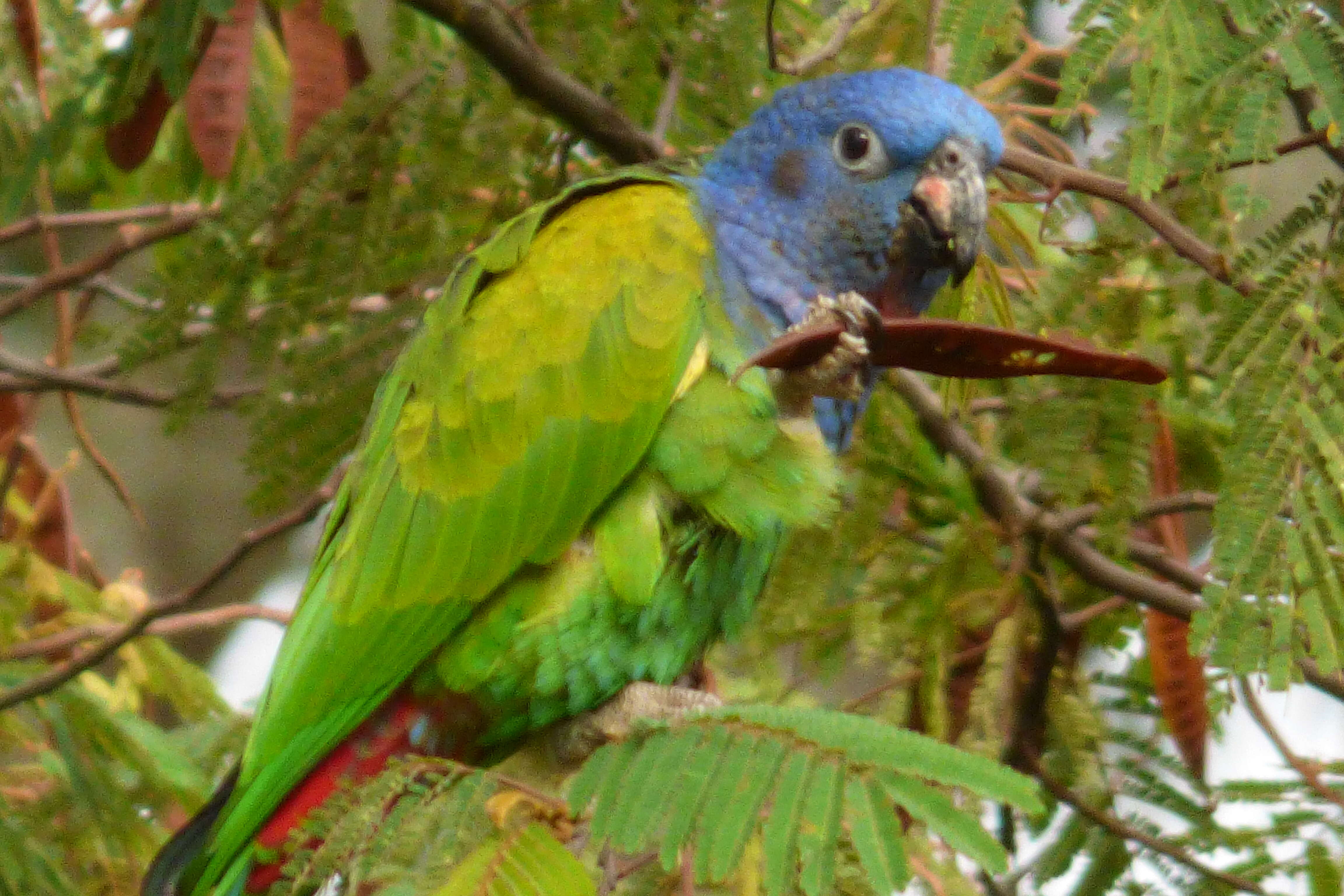 Image of Blue-headed Parrot