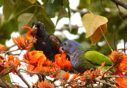 Image of Bronze-winged Parrot