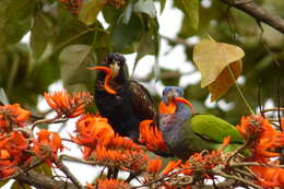 Image of Bronze-winged Parrot