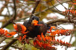 Image of Bronze-winged Parrot