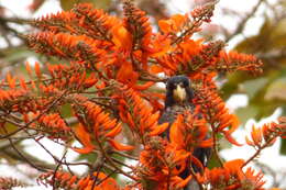 Image of Bronze-winged Parrot