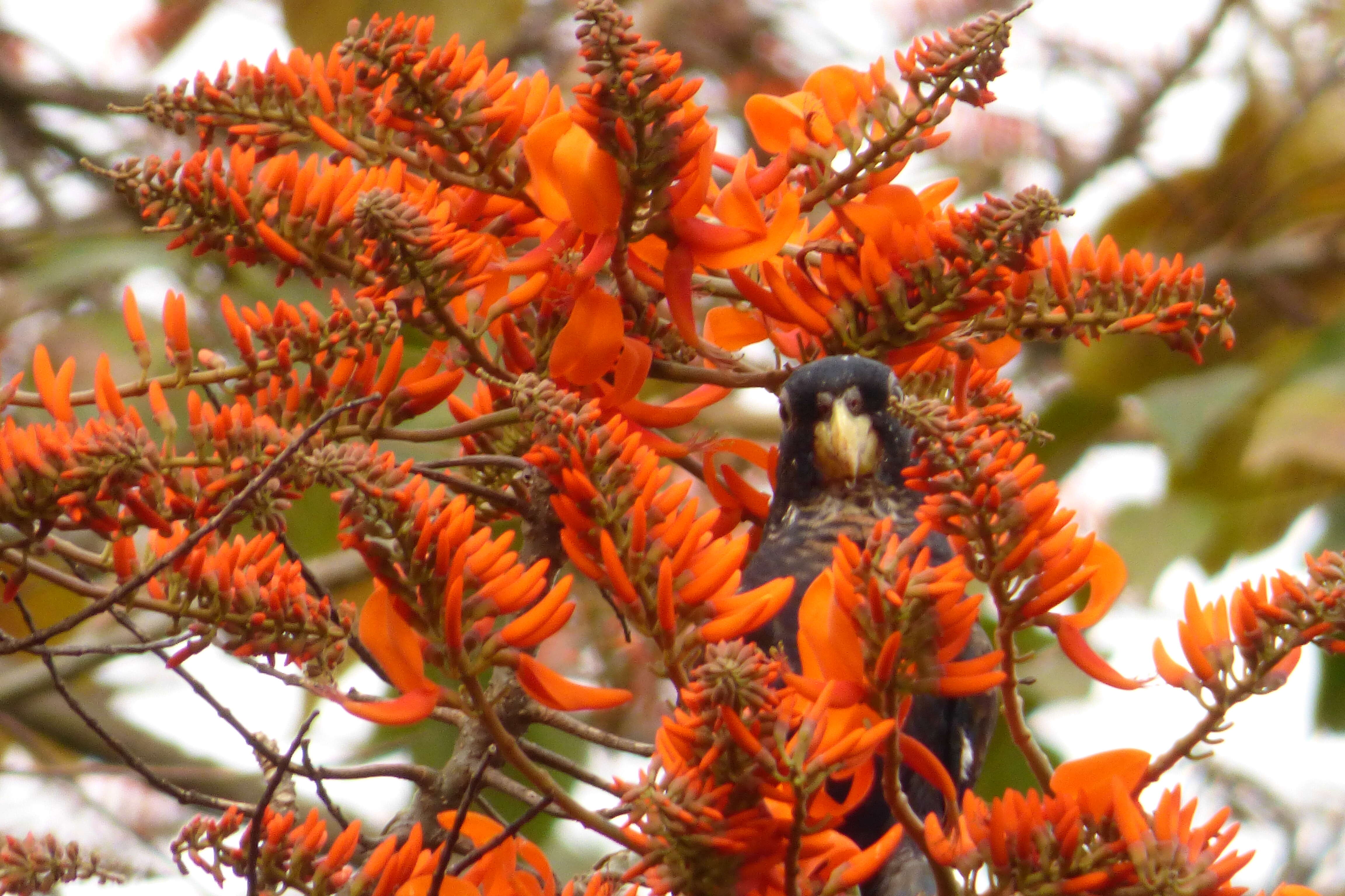 Image of Bronze-winged Parrot