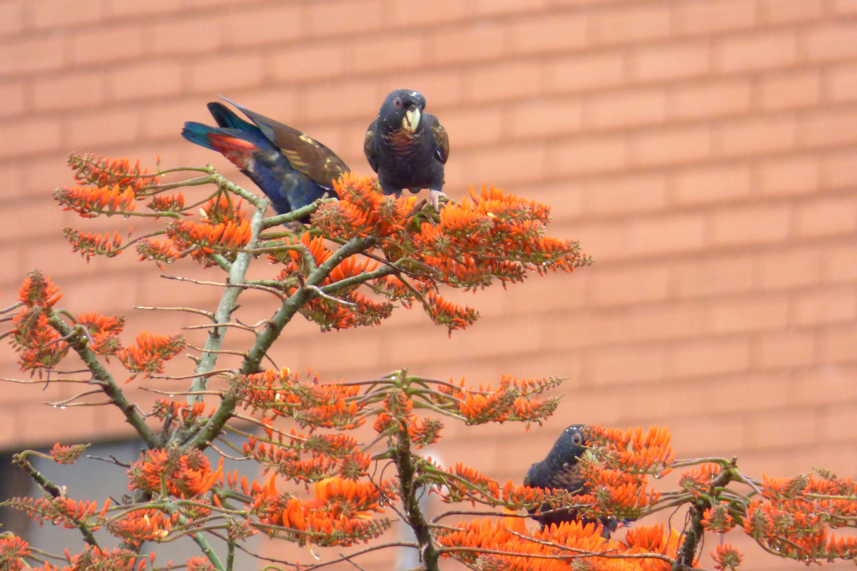 Image of Bronze-winged Parrot