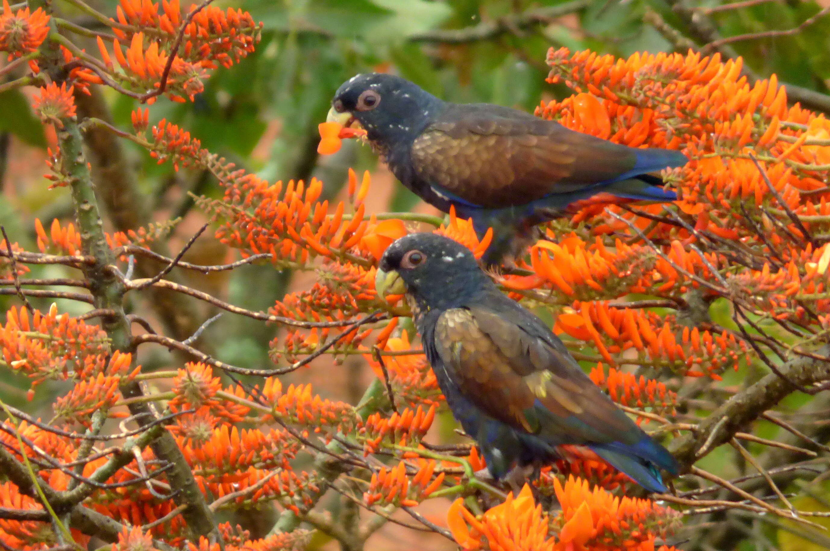 Image of Bronze-winged Parrot